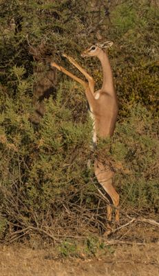 Samburu, Kenya