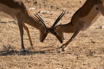 Samburu, Kenya