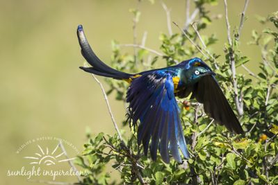 Christine Crosby, 2016 Kenya Photography Tour, photograph 2