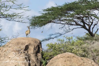 Christine Crosby, 2016 Kenya Photography Tour, photograph 3