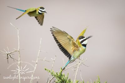 Christine Crosby, 2016 Kenya Photography Tour, photograph 4