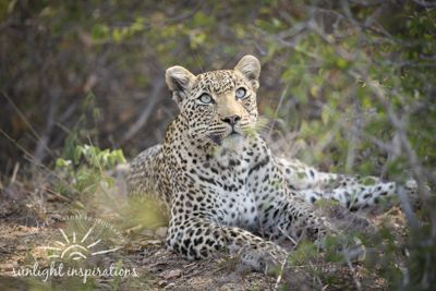 3:2 female leopard with light green eyes