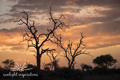 Christine Crosby, 2015 South Africa Ultimate Cat Experience I, photograph 3