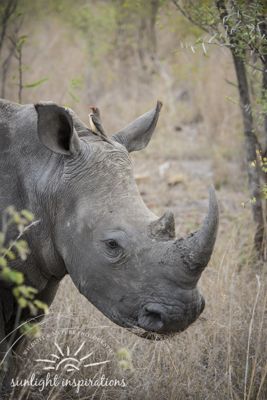 white rhino with oxpecker