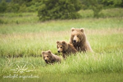 Christine Crosby, 2016 Alaska Brown Bear Boat Photography Tour II, photograph 1