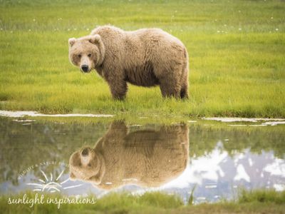 Christine Crosby, 2016 Alaska Brown Bear Boat Photography Tour II, photograph 2