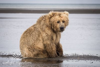Christine Crosby, 2016 Alaska Brown Bear Boat Photography Tour II, photograph 3
