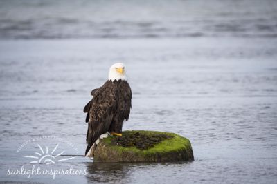 Christine Crosby, 2016 Alaska Brown Bear Boat Photography Tour II, photograph 4