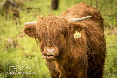 Christine Crosby, 2016 Scotland Landscape, Culture, and Whisky Photography Tour I, photograph 1
