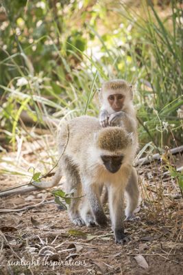 Christine Crosby, 2017 Kenya Photography Tour, photograph 1