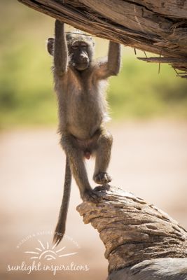 Christine Crosby, 2017 Kenya Photography Tour, photograph 4