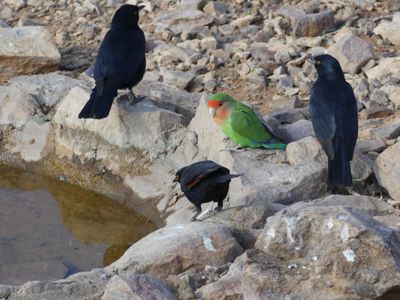 Faye Stone, 2017 Namibia, Botswana, and Zambia Photography Tour, photograph 2
