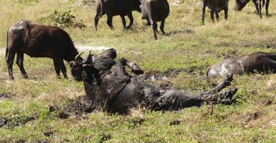 Sally Bruce, 2017 Namibia, Botswana, and Zambia Photography Tour, photograph 1