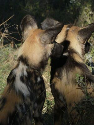 Sally Bruce, 2017 Namibia, Botswana, and Zambia Photography Tour, photograph 3
