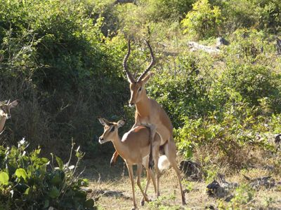 Sally Bruce, 2017 Namibia, Botswana, and Zambia Photography Tour, photograph 4
