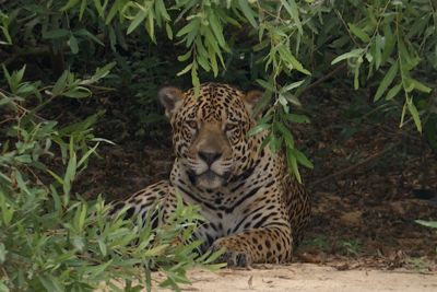 Leon Soriano, 2012 Brazil Pantanal Jaguar Wildlife Expedition #1, photograph 1