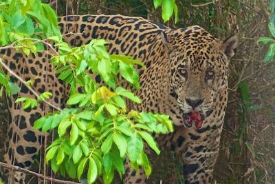 Leon Soriano, 2012 Brazil Pantanal Jaguar Wildlife Expedition #1, photograph 2