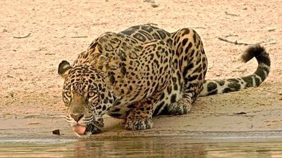 Leon Soriano, 2012 Brazil Pantanal Jaguar Wildlife Expedition #1, photograph 3