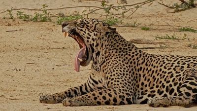 Leon Soriano, 2012 Brazil Pantanal Jaguar Wildlife Expedition #1, photograph 4