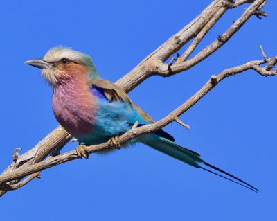Richard C. Hennessy, 2017 Namibia, Botswana, and Zambia Photography Tour, photograph 1