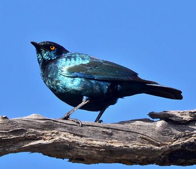 Richard C. Hennessy, 2017 Namibia, Botswana, and Zambia Photography Tour, photograph 2