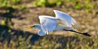 Richard C. Hennessy, 2017 Namibia, Botswana, and Zambia Photography Tour, photograph 3