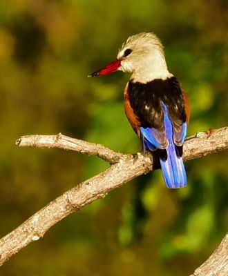 Richard C. Hennessy, 2017 Namibia, Botswana, and Zambia Photography Tour, photograph 4
