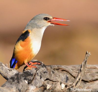 Sumiko T. Hennessy, 2017 Namibia, Botswana, and Zambia Photography Tour, photograph 2
