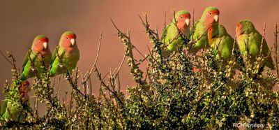 Sumiko T. Hennessy, 2017 Namibia, Botswana, and Zambia Photography Tour, photograph 3