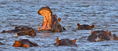 Sumiko T. Hennessy, 2017 Namibia, Botswana, and Zambia Photography Tour, photograph 4