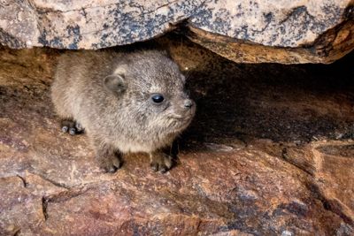 Namibia, Fish River Canyon, Rock Hyrax pup