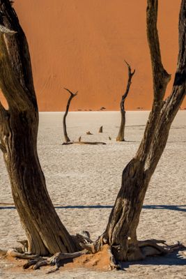 Namibia, Namib-Naukluft National Park, Deadvlei