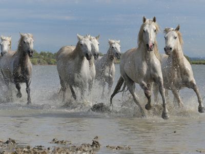Michelle M. Duggan, 2017 Camargue and Provence France Photography Tour I, photograph 1