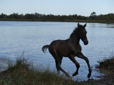 Michelle M. Duggan, 2017 Camargue and Provence France Photography Tour I, photograph 3