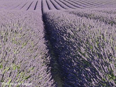 Michelle M. Duggan, 2017 Camargue and Provence France Photography Tour II, photograph 2