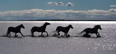 william phillips, 2017 Camargue and Provence France Photography Tour II, photograph 3