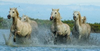 Jim Hartwell, 2017 Camargue and Provence France Photography Tour II, photograph 2
