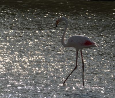 Jim Hartwell, 2017 Camargue and Provence France Photography Tour II, photograph 3