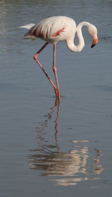 Jim Hartwell, 2017 Camargue and Provence France Photography Tour II, photograph 4