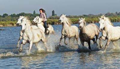 Camargue Horses 1