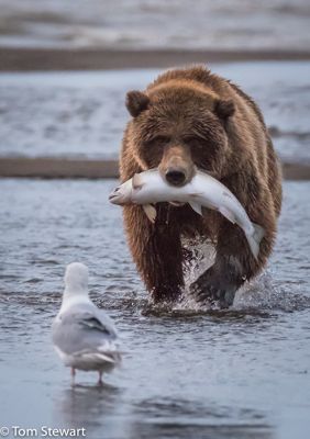 Tom Stewart, 2017 Alaska Brown Bear Photography Tour II, photograph 1