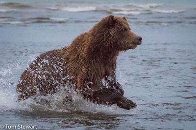 Tom Stewart, 2017 Alaska Brown Bear Photography Tour II, photograph 2