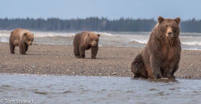 Tom Stewart, 2017 Alaska Brown Bear Photography Tour II, photograph 4