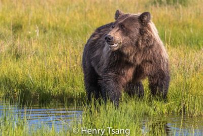 Henry Tsang, 2017 Alaska Brown Bear Photography Tour I, photograph 1