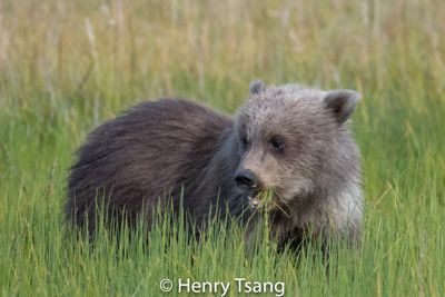 Henry Tsang, 2017 Alaska Brown Bear Photography Tour I, photograph 2