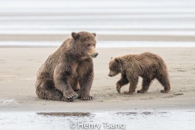 Henry Tsang, 2017 Alaska Brown Bear Photography Tour I, photograph 3