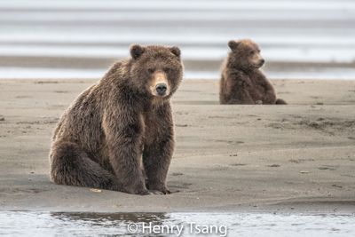 Henry Tsang, 2017 Alaska Brown Bear Photography Tour I, photograph 4
