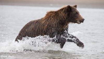 Brown Bear Fishing