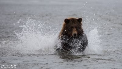 Brown Bear Fishing