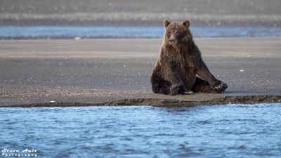 Brown Bear Fishing